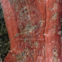 H1-64665_mikro (2).jpg H1-64665_mikro (2).jpg