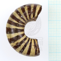 H1-80542 (2).JPG H1-80542 (2).JPG