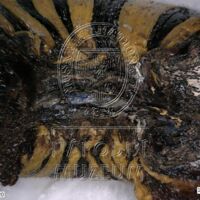 H1-80514_om (5).jpg H1-80514_om (5).jpg