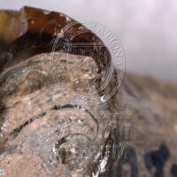 H1-80118_om (3).jpg H1-80118_om (3).jpg