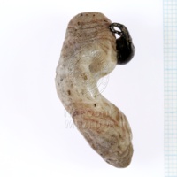 H1-64664_po (4).JPG H1-64664_po (4).JPG