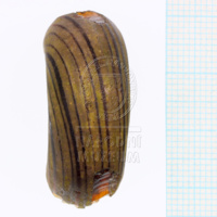 H1-80555 (3).JPG H1-80555 (3).JPG