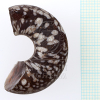 H1-80593 (2).JPG H1-80593 (2).JPG