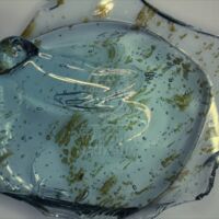 H2-105421 krautstrunk nálep (0,80x).jpg H2-105421 krautstrunk nálep (0,80x).jpg