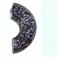 H1-80597 (2).JPG H1-80597 (2).JPG