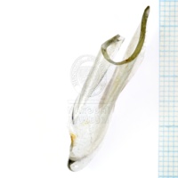 H1-64701_po (5).JPG H1-64701_po (5).JPG