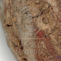 H1-64667_mikro (2).jpg H1-64667_mikro (2).jpg