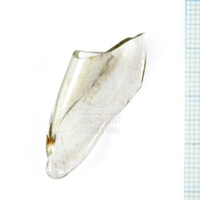 H1-64701_po (1).JPG H1-64701_po (1).JPG