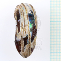 H1-80567 (3).JPG H1-80567 (3).JPG