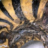 H1-80514_om (1).jpg H1-80514_om (1).jpg