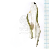 H1-64701_po (3).JPG H1-64701_po (3).JPG