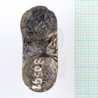 H1-80591 (4).JPG H1-80591 (4).JPG